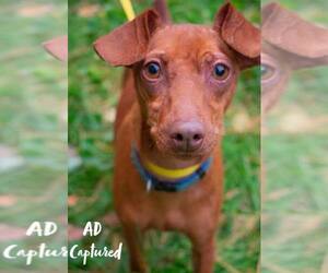 Miniature Pinscher Dogs for adoption in Saugatuck, MI, USA