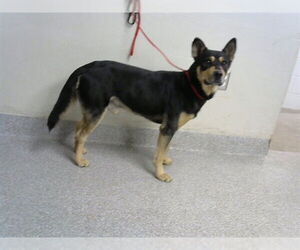 German Shepherd Dog-Unknown Mix Dogs for adoption in Pasadena, TX, USA