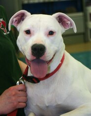 American Bulldog Dogs for adoption in Rowayton, CT, USA