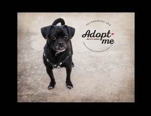 Pug-Unknown Mix Dogs for adoption in Belton, MO, USA