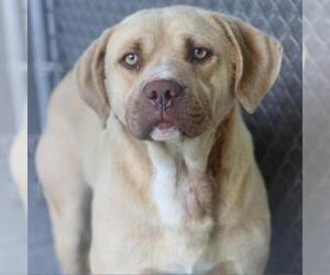 Labrador Retriever Dogs for adoption in Galax, VA, USA