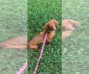 Dachshund Dogs for adoption in Staunton, VA, USA