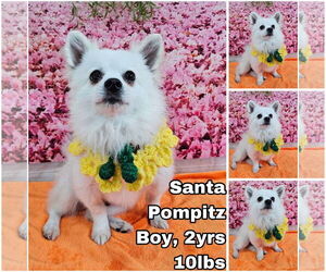 Pomeranian-pomeranian spitz Mix Dogs for adoption in Seattle, WA, USA