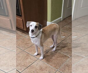 Chihuahua-Unknown Mix Dogs for adoption in Virginia Beach, VA, USA