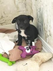 Labrador Retriever Dogs for adoption in Freeport, FL, USA
