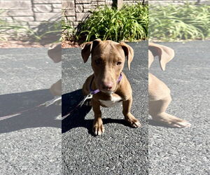 Labrador Retriever-Unknown Mix Dogs for adoption in Sterling, MA, USA