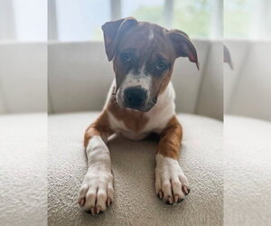 American Pit Bull Terrier-Catahoula Leopard Dog Mix Dogs for adoption in Frankenmuth, MI, USA
