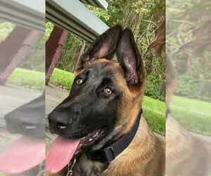 Mutt Dogs for adoption in Imlay City, MI, USA