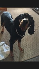 Black and Tan Coonhound Dogs for adoption in Sistersville, WV, USA