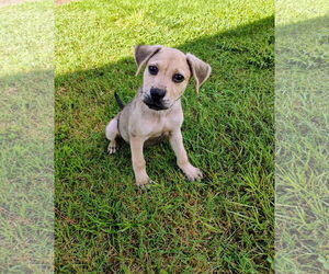 Shepradors Dogs for adoption in Pensacola, FL, USA