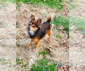 Chihuahua Dogs for adoption in Bardstown, KY, USA