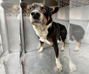Mutt Dogs for adoption in Waco, TX, USA