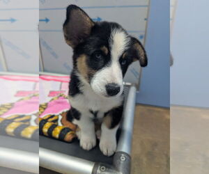 Mutt Dogs for adoption in Chinook, MT, USA