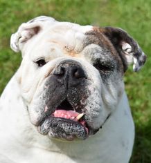 Bulldog Dogs for adoption in Nashville, IN, USA