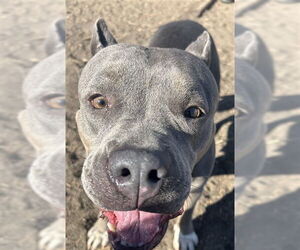 American Pit Bull Terrier Dogs for adoption in Aurora, CO, USA