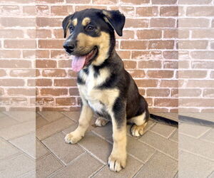 Gerberian Shepsky Dogs for adoption in Corona, CA, USA