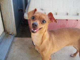 Chiweenie Dogs for adoption in Templeton, CA, USA