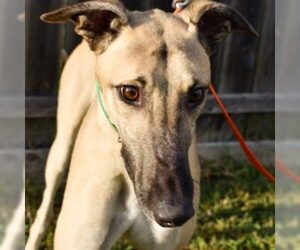 Greyhound Dogs for adoption in Grandville, MI, USA