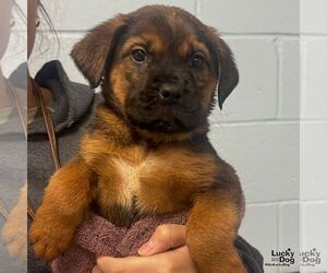 Labrador Retriever-Unknown Mix Dogs for adoption in Washington, DC, USA