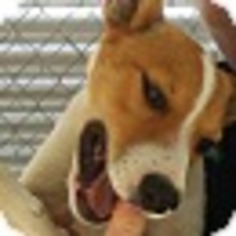 Jack Russell Terrier-Unknown Mix Dogs for adoption in Patterson, NY, USA