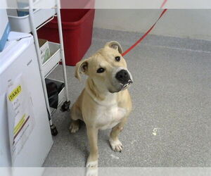Labrador Retriever-Unknown Mix Dogs for adoption in Pasadena, TX, USA