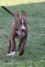 Alaskan Husky-American Staffordshire Terrier Mix Dogs for adoption in Arlington, TX, USA