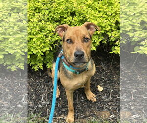 Boxer-German Shepherd Dog Mix Dogs for adoption in Rockaway, NJ, USA