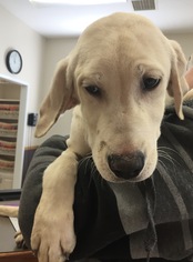 Labrador Retriever Dogs for adoption in Holden, MO, USA