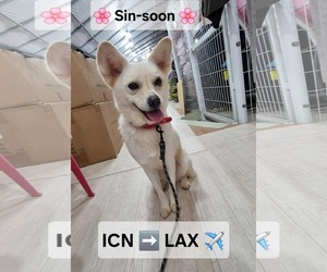 Shiba Inu-Unknown Mix Dogs for adoption in Agoura Hills, CA, USA