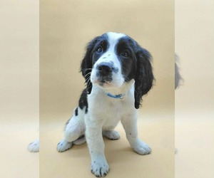 Colonial Cocker Spaniel-Unknown Mix Dogs for adoption in Fenton, MO, USA