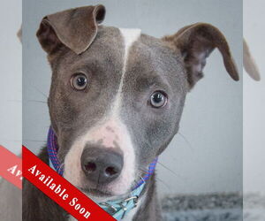 American Staffordshire Terrier-Greyhound Mix Dogs for adoption in Huntley, IL, USA