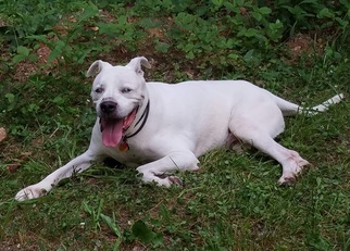 Bulloxer Dogs for adoption in Fredericksburg, VA, USA
