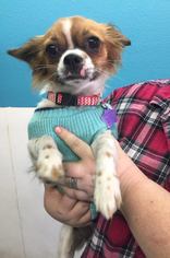 Papastzu Dogs for adoption in Phoenix , AZ, USA