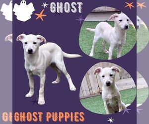 Mutt Dogs for adoption in Lindsay, CA, USA