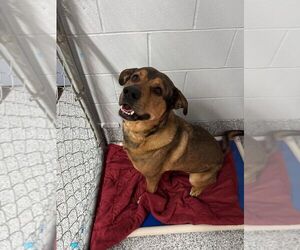 Mutt Dogs for adoption in Calgary, Alberta, Canada