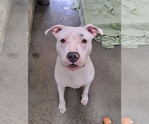 American Pit Bull Terrier Dogs for adoption in Easton, MD, USA