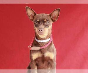 Miniature Pinscher Dogs for adoption in Pasadena, CA, USA