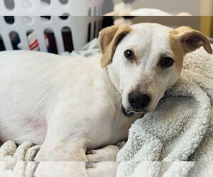 Jack Russell Terrier-Unknown Mix Dogs for adoption in Princeton, MN, USA