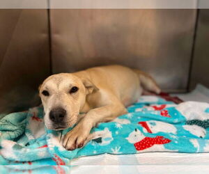 Labrador Retriever-Shiba Inu Mix Dogs for adoption in Brewster, NY, USA