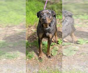 Catahoula Leopard Dog Dogs for adoption in Clarkesville, GA, USA