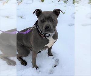American Staffordshire Terrier Dogs for adoption in Towson, MD, USA