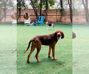 Bloodhound Dogs for adoption in Temple, GA, USA