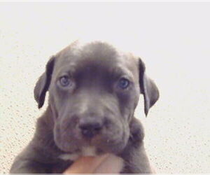 Mutt Dogs for adoption in Sacramento, CA, USA