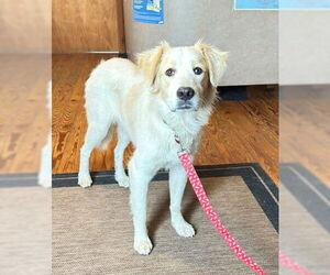 Golden Pyrenees Dogs for adoption in Wakefield, RI, USA