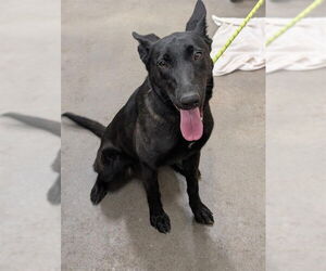 Mutt Dogs for adoption in Forestville, MD, USA