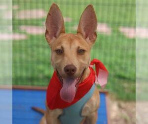 American Staffordshire Terrier-Unknown Mix Dogs for adoption in San Antonio, TX, USA