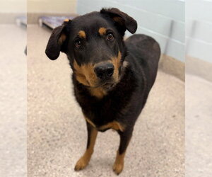 Rottweiler Dogs for adoption in Brighton, CO, USA