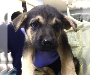 German Shepherd Dog-Unknown Mix Dogs for adoption in Riverside, CA, USA