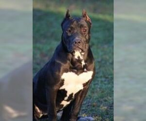 Staffordshire Bull Terrier Dogs for adoption in Ocean Springs, MS, USA