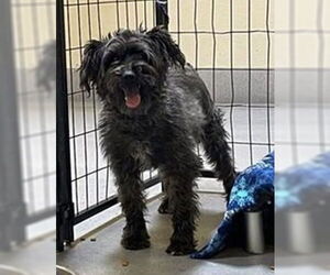 Miniature Schnauzer-Unknown Mix Dogs for adoption in Fremont, CA, USA